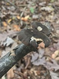 Polyporus brumalis image