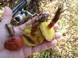 Suillus grevillei image