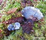 Hydnellum caeruleum image
