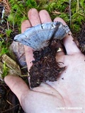 Hydnellum caeruleum image