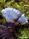Hydnellum caeruleum image