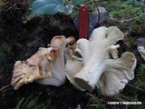 Cantharellus subalbidus image