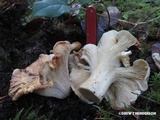 Cantharellus subalbidus image
