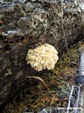 Hericium abietis image