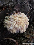 Hericium abietis image