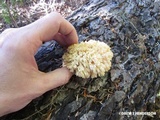 Hericium abietis image