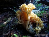 Ramaria gelatinosa image