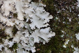 Parmotrema xanthinum image