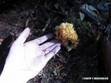 Ramaria gelatinosa image