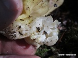 Ramaria gelatinosa image