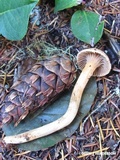 Chroogomphus tomentosus image