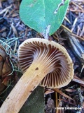 Chroogomphus tomentosus image