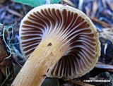Chroogomphus tomentosus image