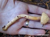 Chroogomphus tomentosus image