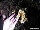 Ramaria gelatinosa image