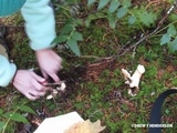 Cantharellus subalbidus image