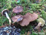 Suillus lakei image