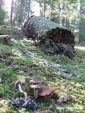 Suillus lakei image