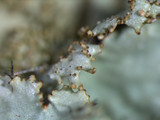 Parmotrema xanthinum image