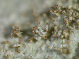 Parmotrema xanthinum image