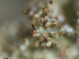 Parmotrema xanthinum image