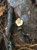 Gymnopus spongiosus image