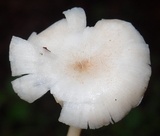 Ripartitella alba image