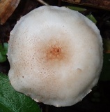 Ripartitella alba image