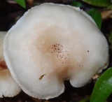 Ripartitella alba image