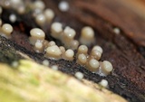 Helicogloea compressa image