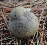 Retiboletus fuscus image