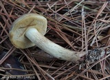 Retiboletus fuscus image