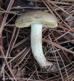 Retiboletus fuscus image