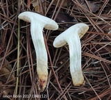 Retiboletus fuscus image