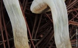 Retiboletus fuscus image