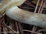 Retiboletus fuscus image