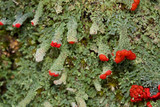 Cladonia didyma image