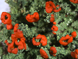 Cladonia didyma image