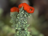 Cladonia didyma image