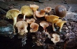 Pseudoarmillariella ectypoides image