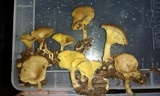 Pseudoarmillariella ectypoides image