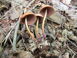 Gymnopus acervatus image