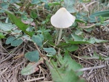Conocybe apala image