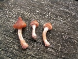 Cortinarius distans image