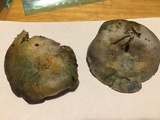 Lactarius paradoxus image