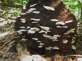 Crepidotus applanatus image