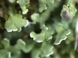 Cladonia didyma image