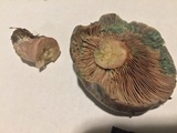 Lactarius paradoxus image