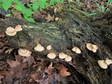 Crepidotus crocophyllus image