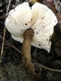Crinipellis zonata image